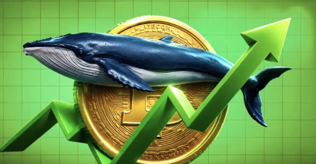 Các “cá voi” Bitcoin bất chấp đợt giảm giá 77.000 USD khi số lượng ví lớn tăng 11%缩略图